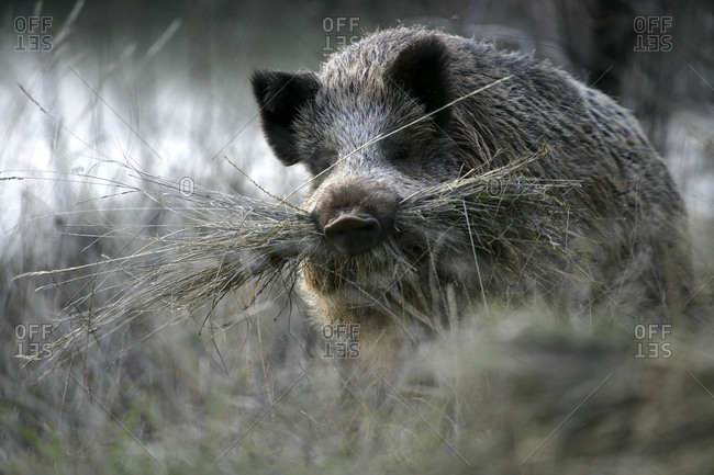 Wild boar eating grass
