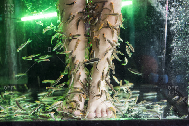 Feet getting a fish spa treatment