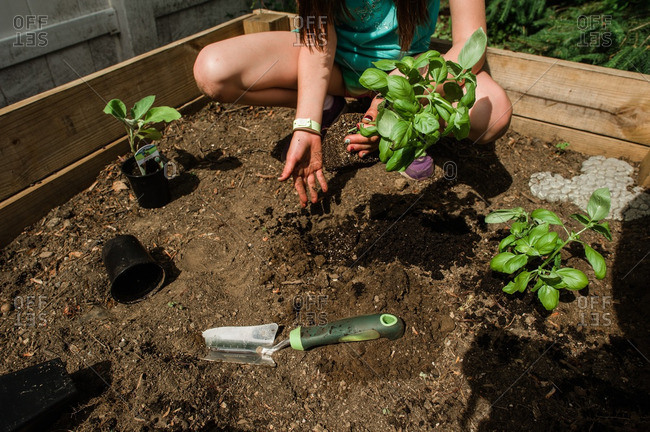 Child planting basil in a raised garden bed
