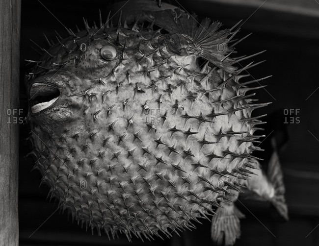 Dried porcupine fish, Tokyo