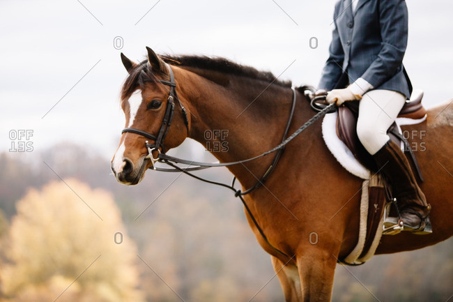 Young woman in riding gear sitting horseback