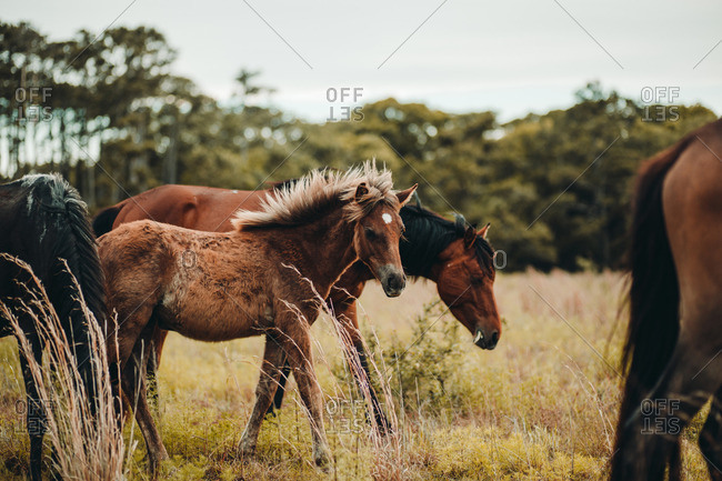Wild horse and foal grazing in a field