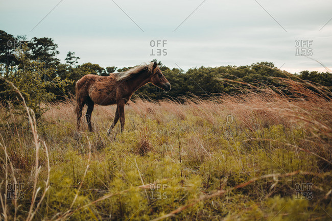Wild horse standing in a field of grass