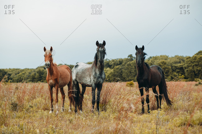 Three wild horses standing in a meadow
