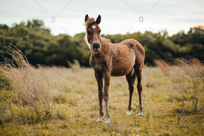 Wild horse standing alone in a field of grass