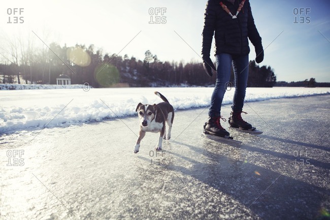 Dog running on ice beside it\'s owner on ice skates