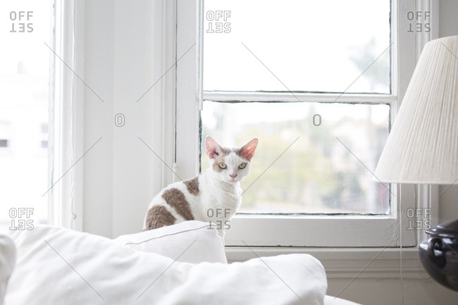 Portrait of mad-faced cat sitting by window