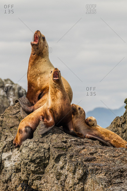Steller sea lions on rocks, Kodiak island, Alaska, USA