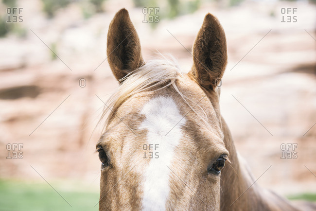 Close up of the top of a horse\'s head