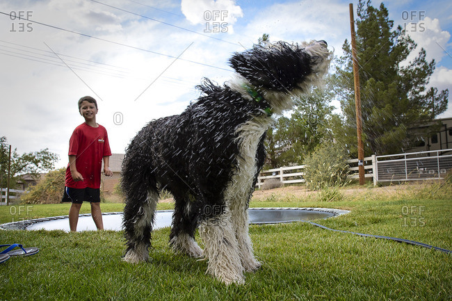 Boy playing with a hose and dog on a trampoline