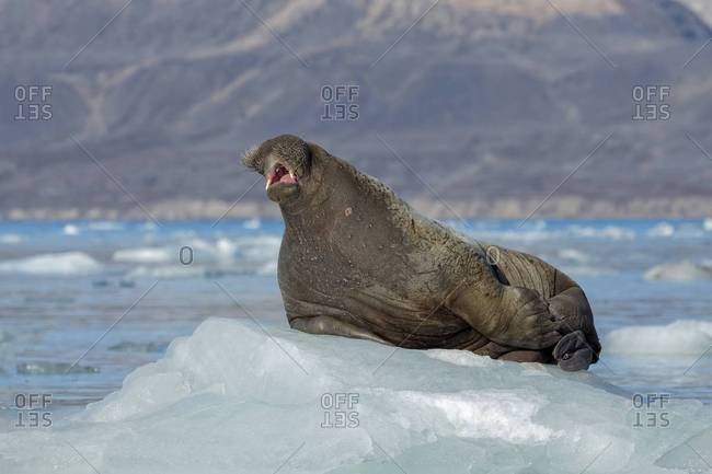 Walrus on coastal ice