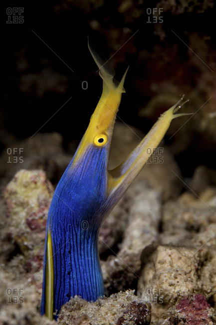An elegant Ribbon eel (Rhinomuraena quaesita), protrudes from coral rubble.  Body color denotes an adult male animal