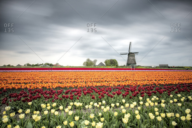 Spring clouds over fields of multicolored tulips and windmill