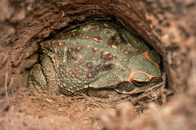 Giant toad hiding in a hole