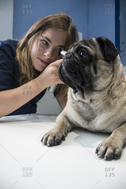 Veterinarian examining ears of a dog in a veterinary clinic