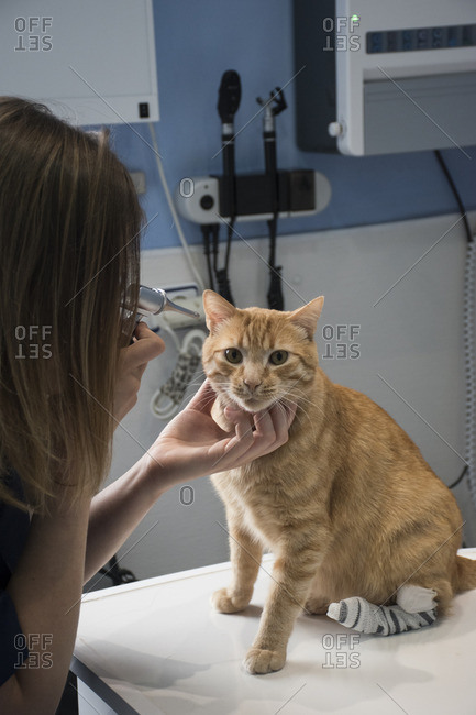 Veterinarian examining ears of a cat with an otoscope in a veterinary clinic
