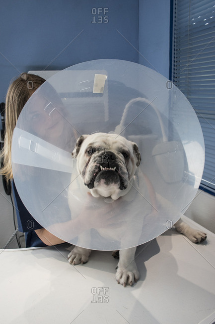 bulldog cone