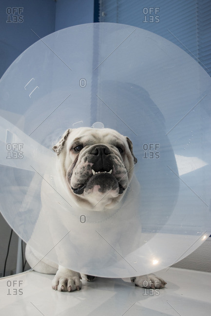Portrait of a dog with pet cone in a veterinary clinic