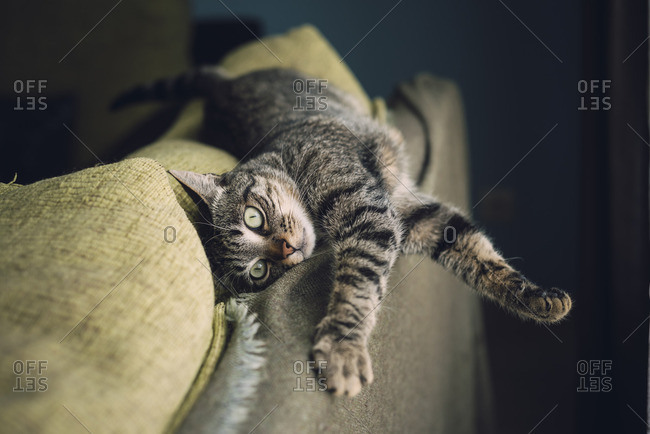 Tabby cat hanging on back of a couch