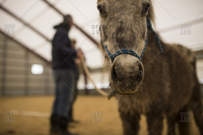 Close-up of a pony\'s face in an equestrian arena
