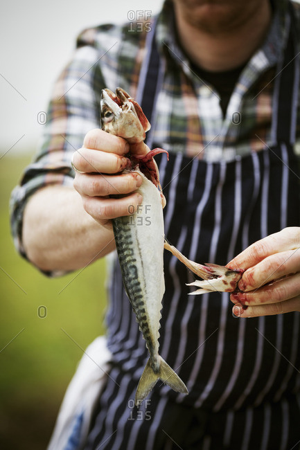 Close up of a chef gutting a Mackerel