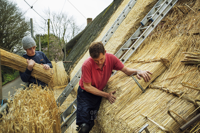 Two men layering yelms of straw to thatch a roof
