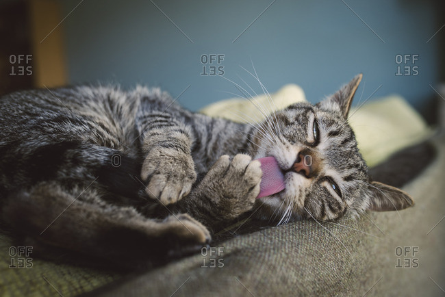 Tabby cat licking tail on backrest of a couch