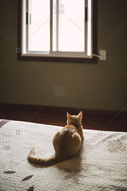 Back view of cat lying on bed looking at window