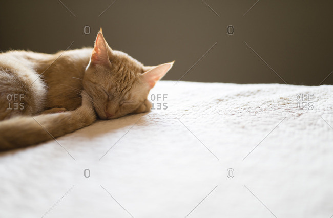 Cat sleeping on bed at home