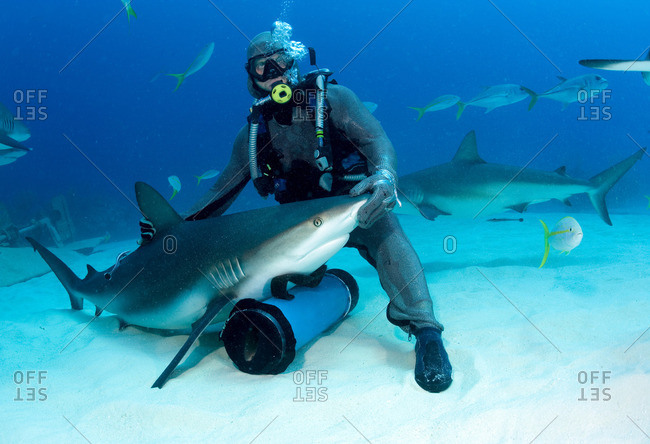 Shark feeder with shark