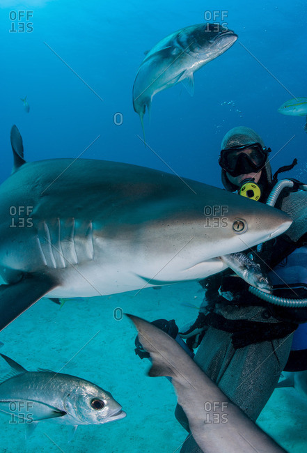 Shark feeder feeding shark