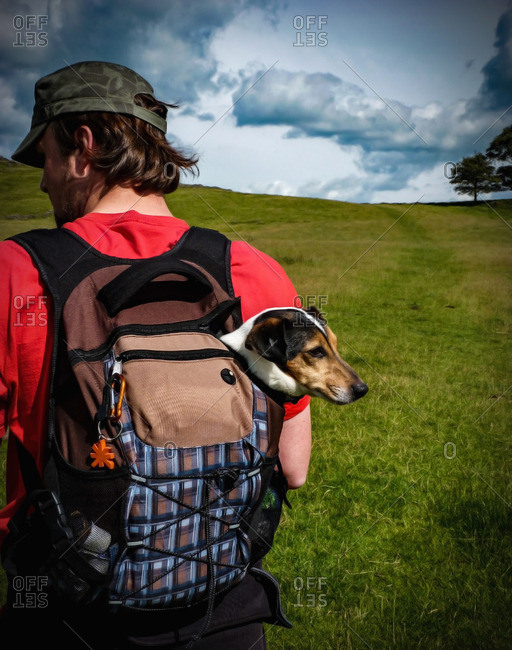 Rear view of a man carrying a Jack Russell dog in a backpack