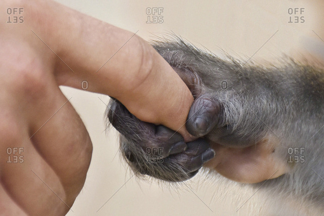 Close up of a human and animal holding hands