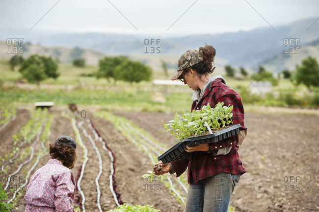 Female farmers working on field