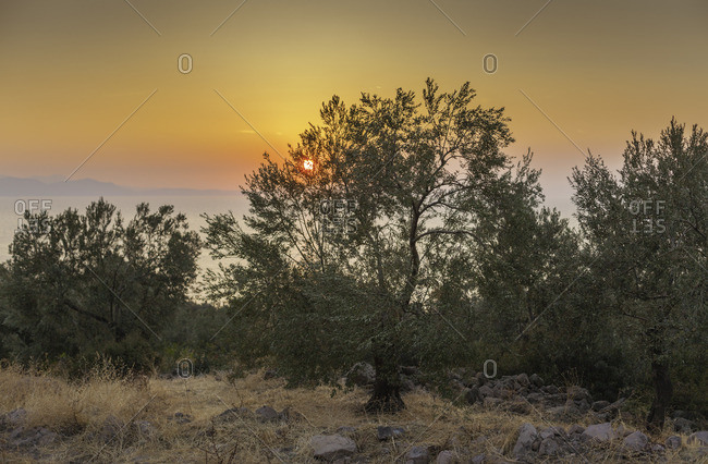 Ancient olive trees overlook the Mediterranean sea and Greek islands outside Dikili, Turkey at sunset