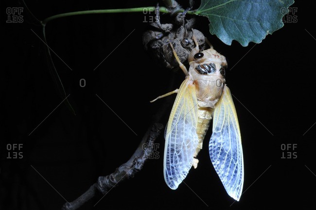A cicada on a tree branch emerging from its nymph exoskeleton