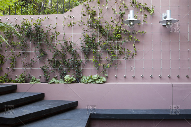 Patio garden at basement level showing a raised bed, planted with brunnera, Trachelospermum jasminoides climbs a taut cable trellis. Slate steps extend to form a long, bench below wall lights, London