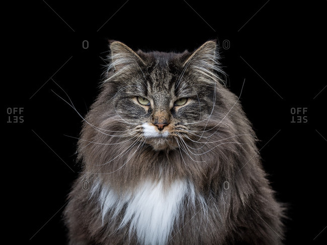 Portrait of an angry Norwegian Forest cat