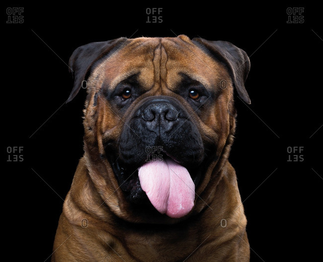Bullmastiff sticking its tongue out