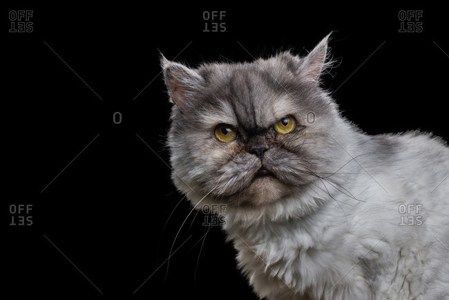Angry Persian cat
