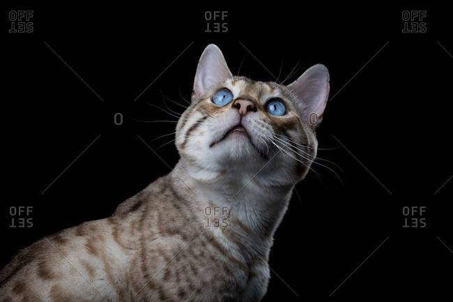 Snow Bengal cat looking up with blue eyes