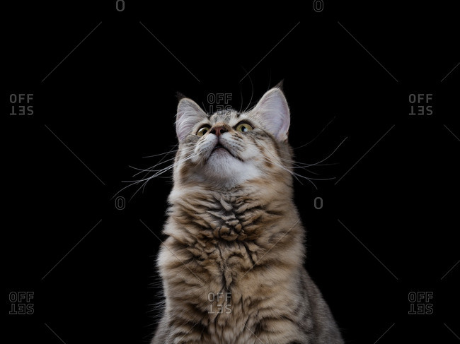 Pixie-bob cat looking up