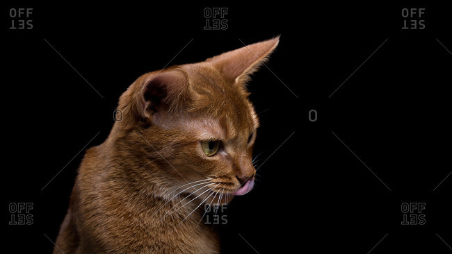 Orange cat licking its nose