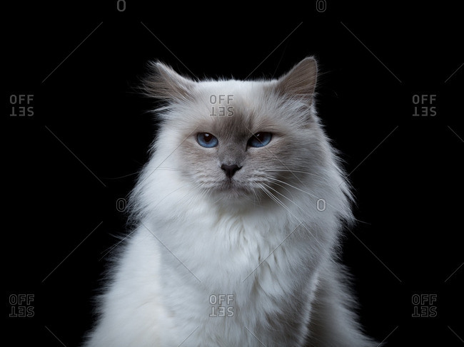 Portrait of a fluffy Birman cat with blue eyes