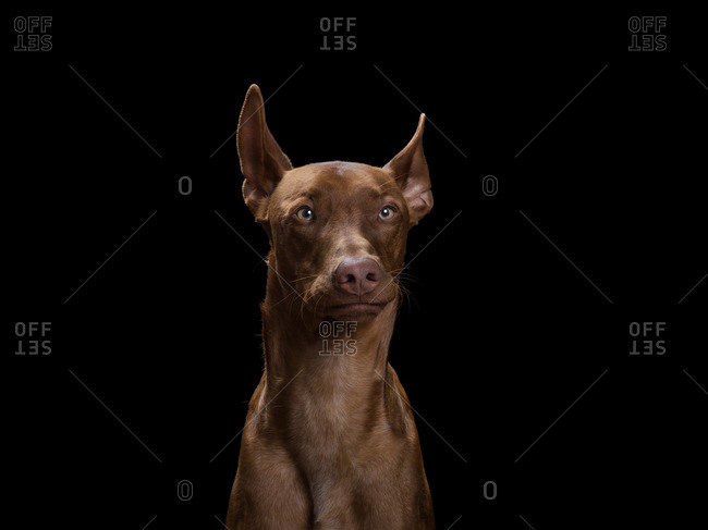 Portrait of a Pharaoh Hound dog