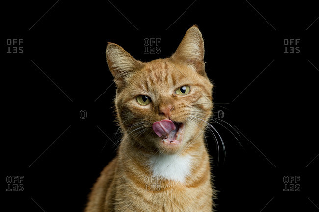 Ginger cat licking its lips