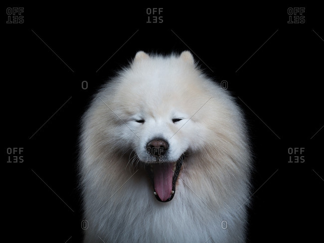 Yawning Samoyed dog