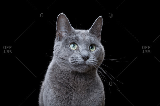 Russian Blue cat on a dark background