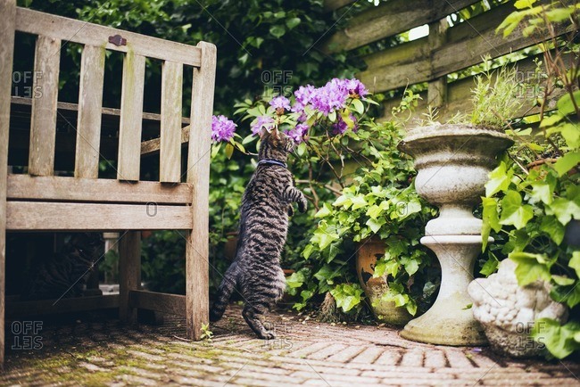 Tabby cat standing on its hind legs in a small garden