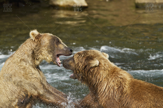 Brown bears (Ursus arctos) fighting in Brooks River while fishing for sockeye salmon, Katmai National Park and Preserve, Southwest Alaska